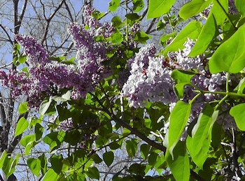 Elmwood IL Lilac Bloom May